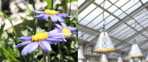 植物育成キット・メタルハライドランプ(MH）、高圧ナトリウムランプ（HPS）を使った植物を育てるための照明器具です。お手軽な蛍光灯タイプもございます