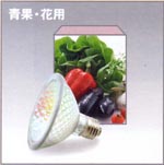 テスライティング　食品専用ランプ　フレスコランプ